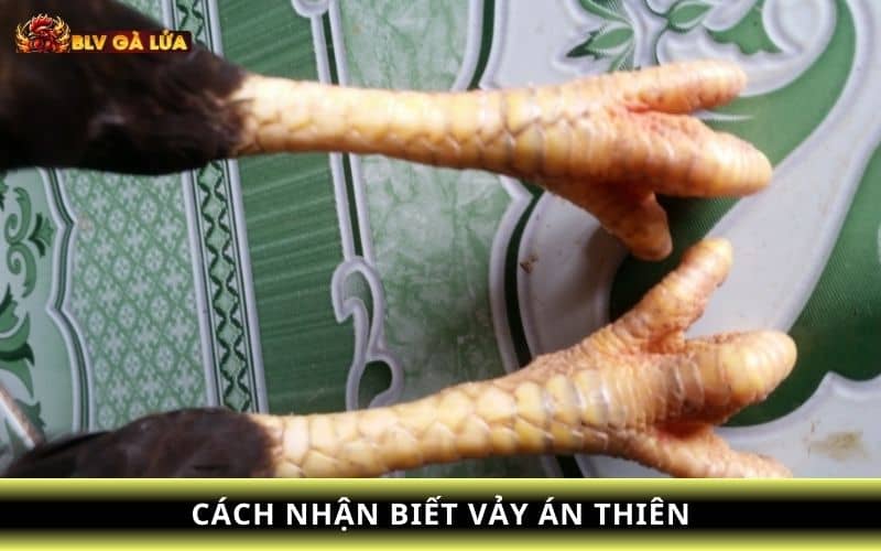 Cách nhận biết vảy án thiên dựa vào vị trí và hình dạng Cách nhận biết vảy án thiên dựa vào vị trí và hình dạng