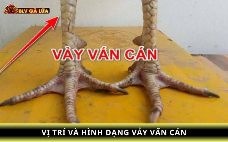 Để nhận biết gà có vảy vấn cán bạn chỉ cần dựa vào vị trí và hình dạng vảy Để nhận biết gà có vảy vấn cán bạn chỉ cần dựa vào vị trí và hình dạng vảy