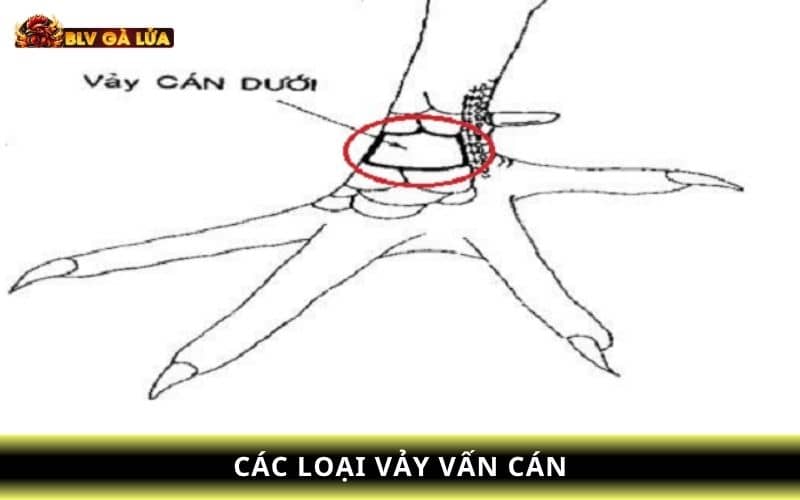 Gồm có 3 loại vảy vấn cán và mỗi loại đều có đặc điểm riêng Gồm có 3 loại vảy vấn cán và mỗi loại đều có đặc điểm riêng