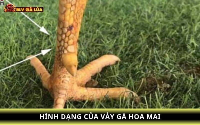 Hình dạng của vảy gà hoa mai Hình dạng của vảy gà hoa mai