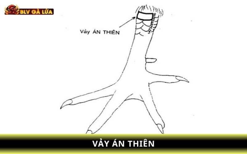 Vảy án thiên thường có lối đá linh hoạt và thông minh Vảy án thiên thường có lối đá linh hoạt và thông minh