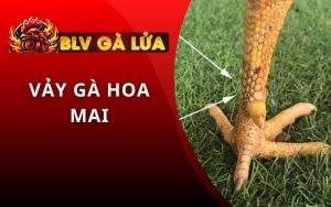 Vảy Gà Hoa Mai