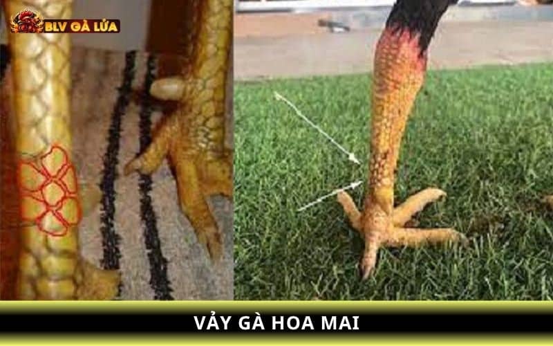 Vảy gà hoa mai được tạo thành bởi các vảy nhỏ và có dạng như hoa mai Vảy gà hoa mai được tạo thành bởi các vảy nhỏ và có dạng như hoa mai