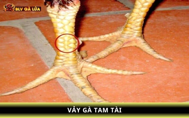 Vảy tam tài là có 3 vảy giống nhau mọc liên tiếp hoặc đối xứng Vảy tam tài là có 3 vảy giống nhau mọc liên tiếp hoặc đối xứng