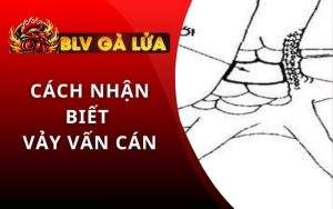 vảy vấn cán