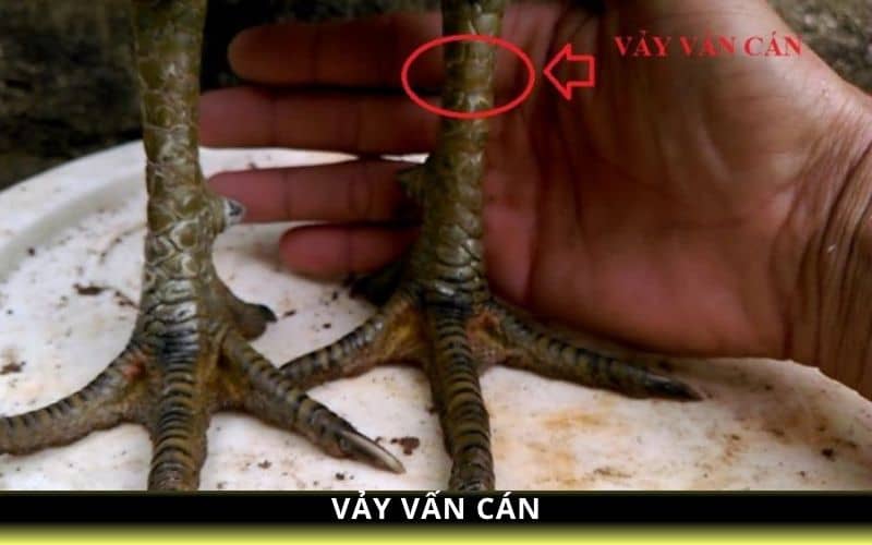 Vảy vấn cán là loại vảy mọc bao quanh chân gà Vảy vấn cán là loại vảy mọc bao quanh chân gà