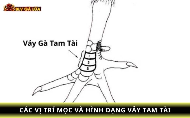Vị trí và hình dạng của vảy gà tam tài Vị trí và hình dạng của vảy gà tam tài