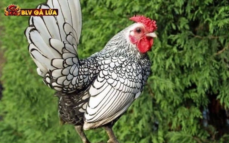Cách nhận biết gà Ri chuẩn xác từ kinh nghiệm của BLV Gà Lửa Cách nhận biết gà Ri chuẩn xác từ kinh nghiệm của BLV Gà Lửa