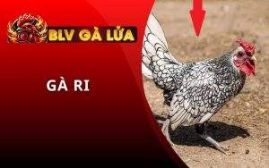 Gà Ri