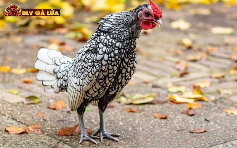 Gà Ri là giống gà truyền thống lâu đời tại Việt Nam Gà Ri là giống gà truyền thống lâu đời tại Việt Nam