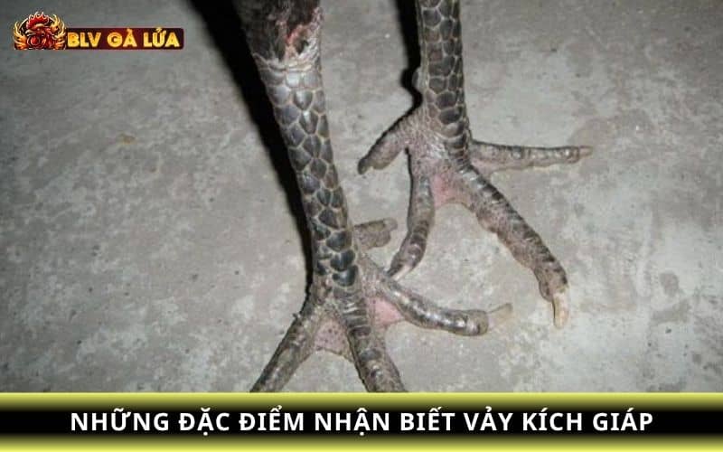 Những đặc điểm nhận biết vảy kích giáp Những đặc điểm nhận biết vảy kích giáp