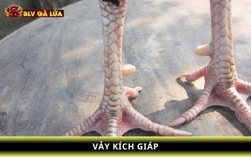 Vảy kích giáp là gồm có 4 vảy xếp thành hàng và liền kề nhau Vảy kích giáp là gồm có 4 vảy xếp thành hàng và liền kề nhau
