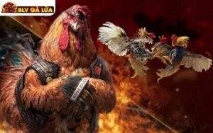 Đá Gà SV388
