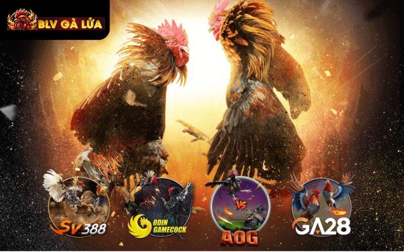 AE888 hợp tác cùng các sảnh chơi cá cược đá gà hàng đầu AE888 hợp tác cùng các sảnh chơi cá cược đá gà hàng đầu