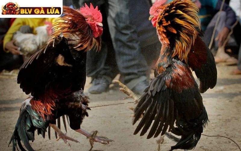 SV388 cập nhật lịch thi đấu chi tiết giúp người chơi nhanh chóng nắm bắt SV388 cập nhật lịch thi đấu chi tiết giúp người chơi nhanh chóng nắm bắt