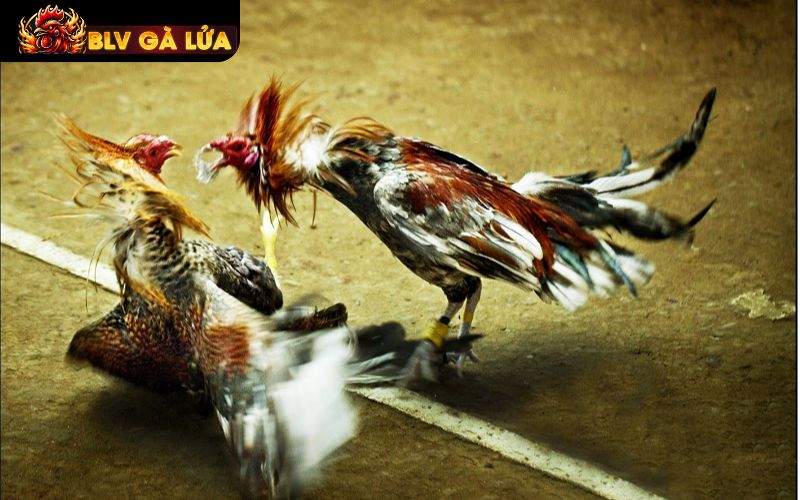 ALO789 phát sóng các trận đá gà với hình ảnh full HD sắc nét ALO789 phát sóng các trận đá gà với hình ảnh full HD sắc nét