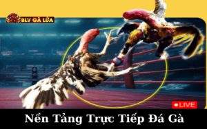 Nền Tảng Trực Tiếp Đá Gà