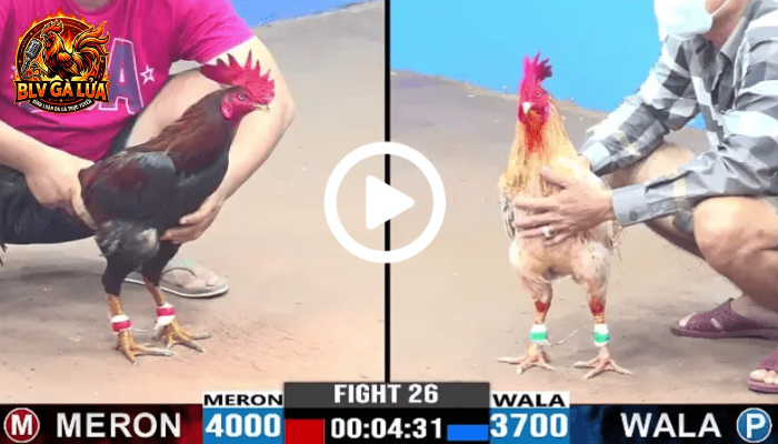 Đá Gà Trực Tiếp